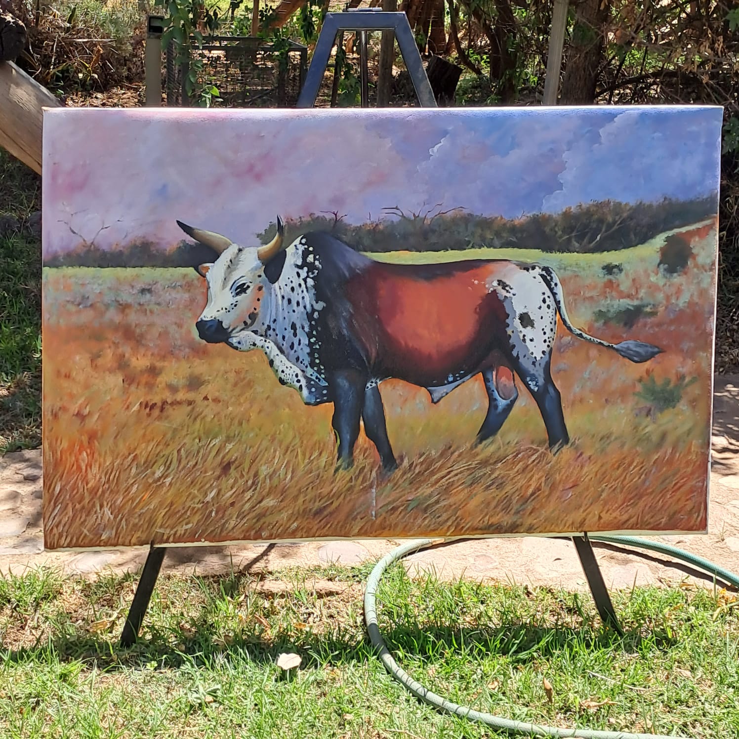 Nguni Bull